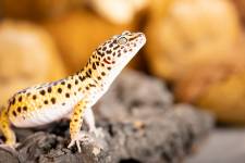 Jean-Marc PENRATH - STUDIO DES VIGNES D'AVARICUM