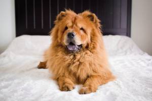 Elodie ARNAUD - ARNAUD ELODIE